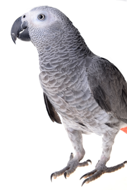 WOM Language Trainer